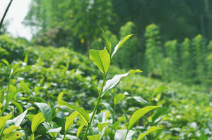 Certified Organic Pure Ceylon KANDAY OP Black Loose Tea (Big Leaves)