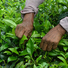Load image into Gallery viewer, Certified Organic Pure Ceylon KANDAY OP Black Loose Tea (Big Leaves)
