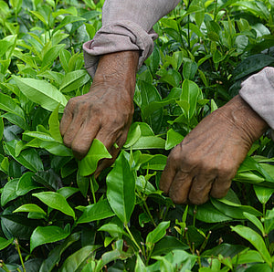 Certified Organic Pure Ceylon KANDAY OP Black Loose Tea (Big Leaves)