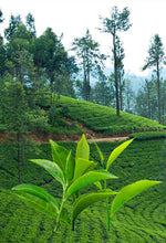 Load image into Gallery viewer, Copy of Pure Ceylon Black Organic BOP Premium Losse Tea-  NORWOOD Estate
