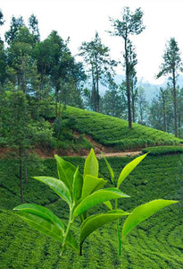 Pure Ceylon Black Organic BOP Premium Losse Tea-  NORWOOD Estate