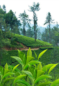 Pure Ceylon Black OP/OPA ( Big leaves)Premium Losse Tea- SUBARAGAMUWA Special