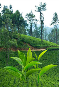 Pure Ceylon Black Organic BOPF Premium Losse Tea- Daniyaya Specail - laksoiltraders